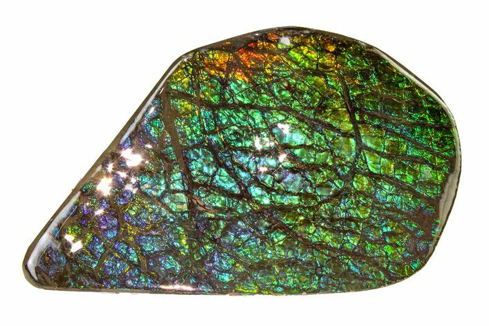 Flashy Ammolite (Fossil Ammonite Shell) - Greens & Purples #336357